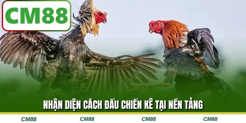 Nhận diện cách đấu chiến kê tại nền tảng